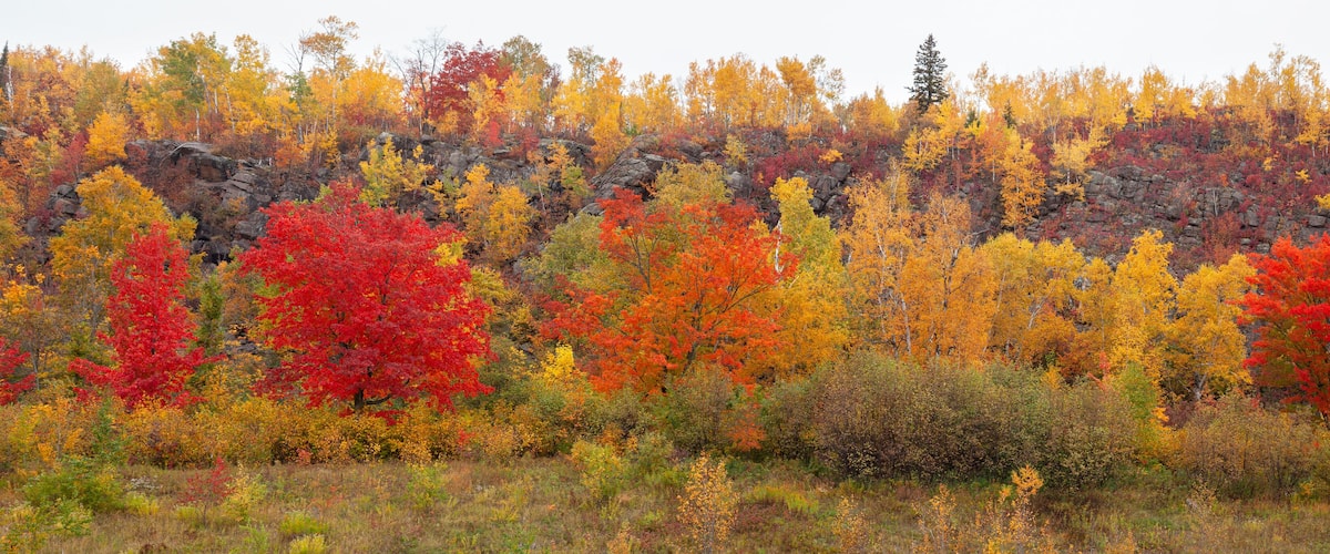 A forest with autumn foliage, including red, yellow, and orange trees.