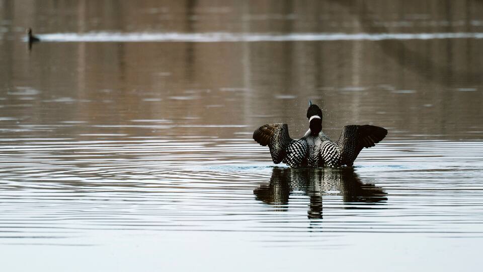 Rear view of a Common Loon stretching its wings while swimming