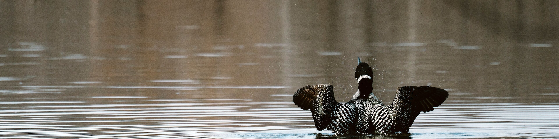 Un ave con las alas extendidas sobre el agua.