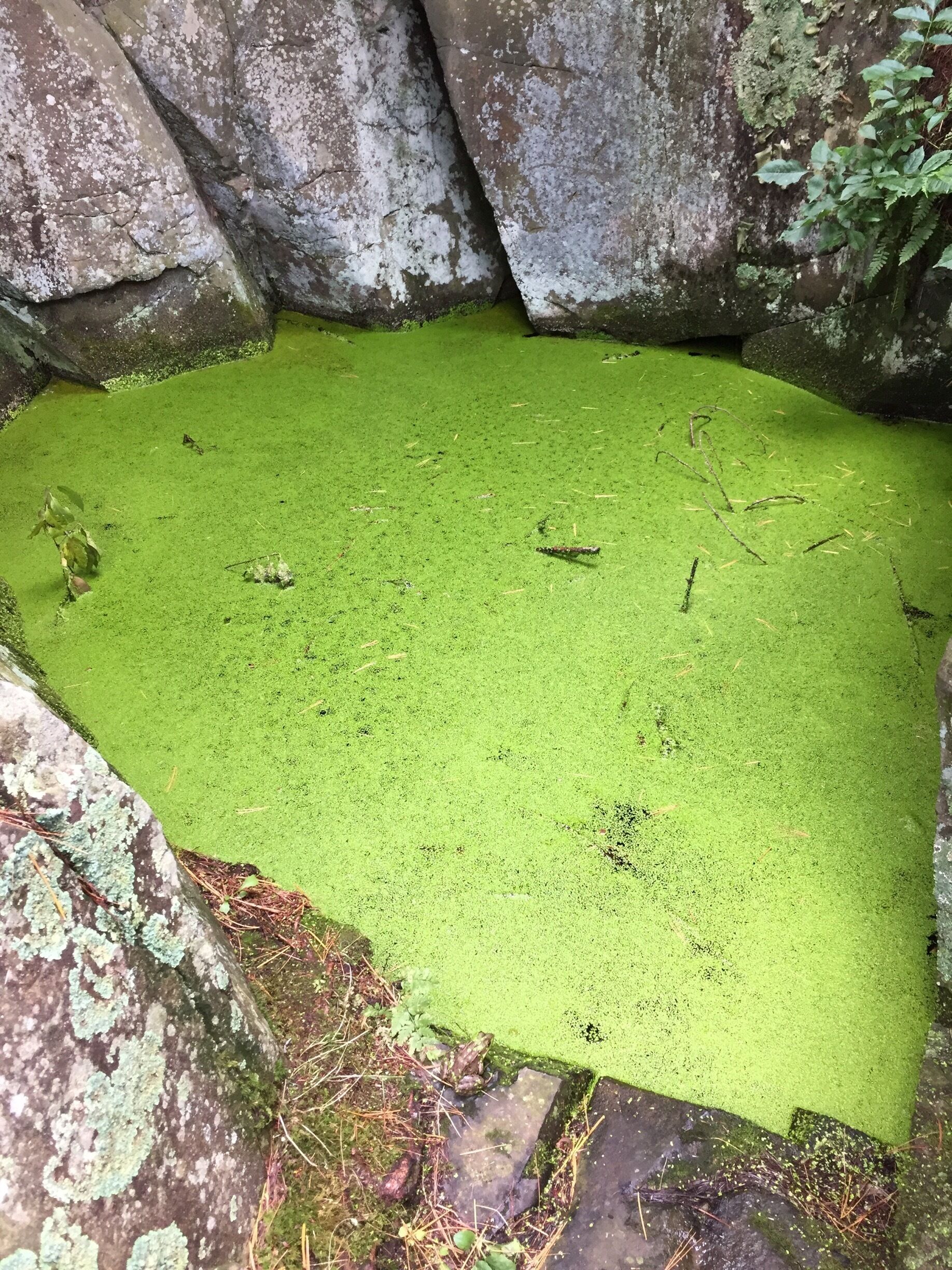 Spot the frog at Interstate Park in MN 
#frog #interstatepark #MN