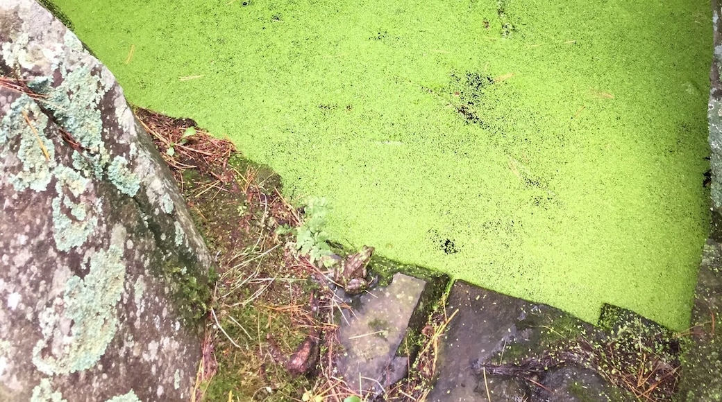 Spot the frog at Interstate Park in MN
#frog #interstatepark #MN