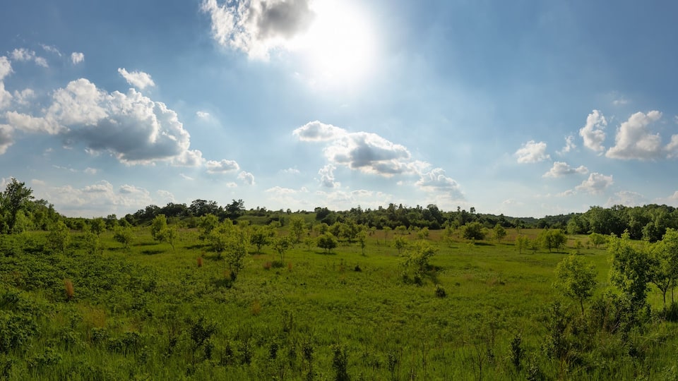 A lush green field with scattered trees under a bright sun and scattered clouds.