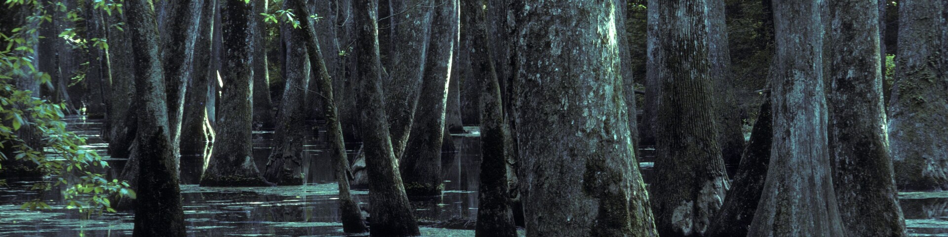 A swamp with tall trees and water.