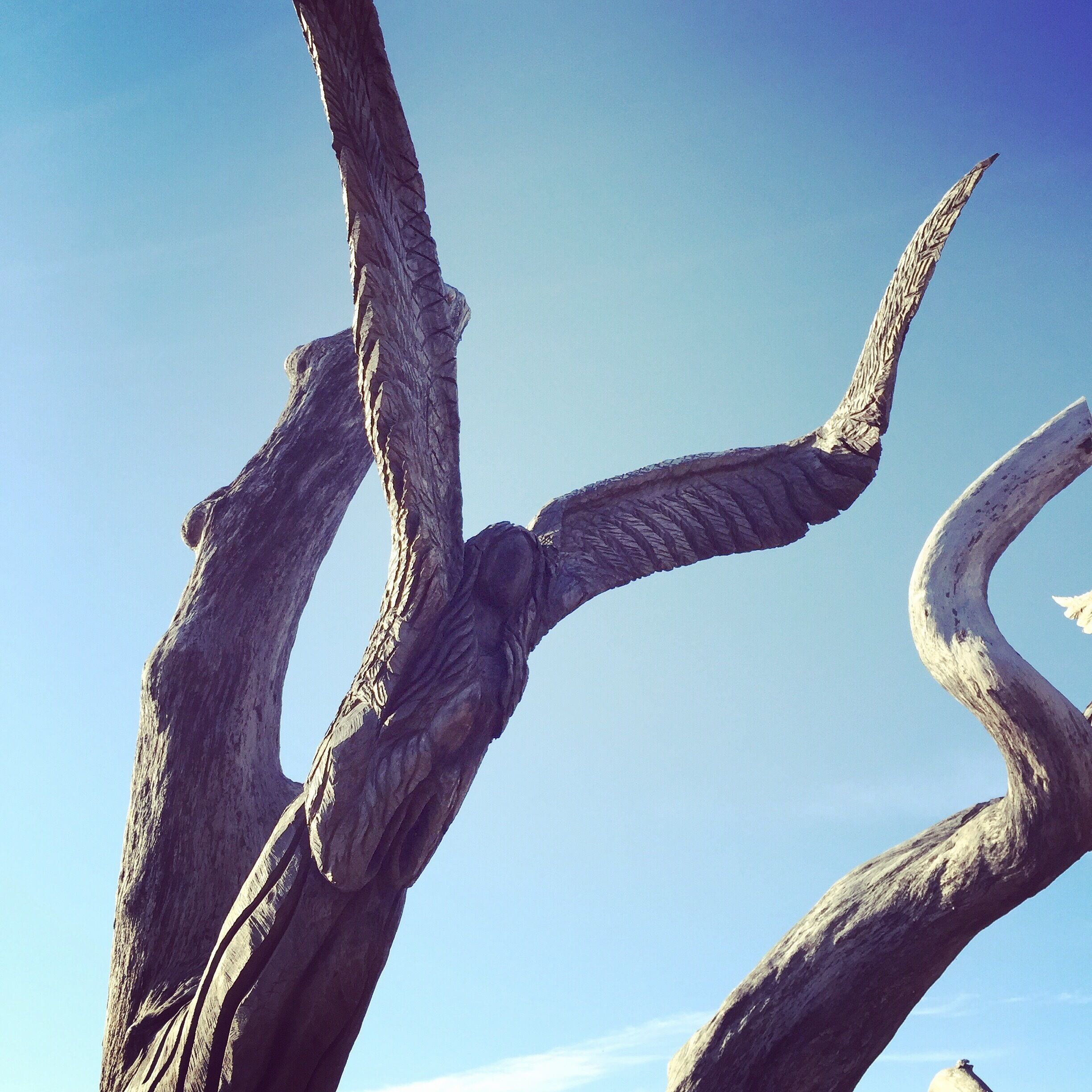 Three people and their dog held on to this oak tree during Hurricane Katrina, and because of that, survived the storm while the surrounding areas were devastated. After the storm, the oak tree died and the survivors asked an artist to carve an angel into what remained of the tree. 