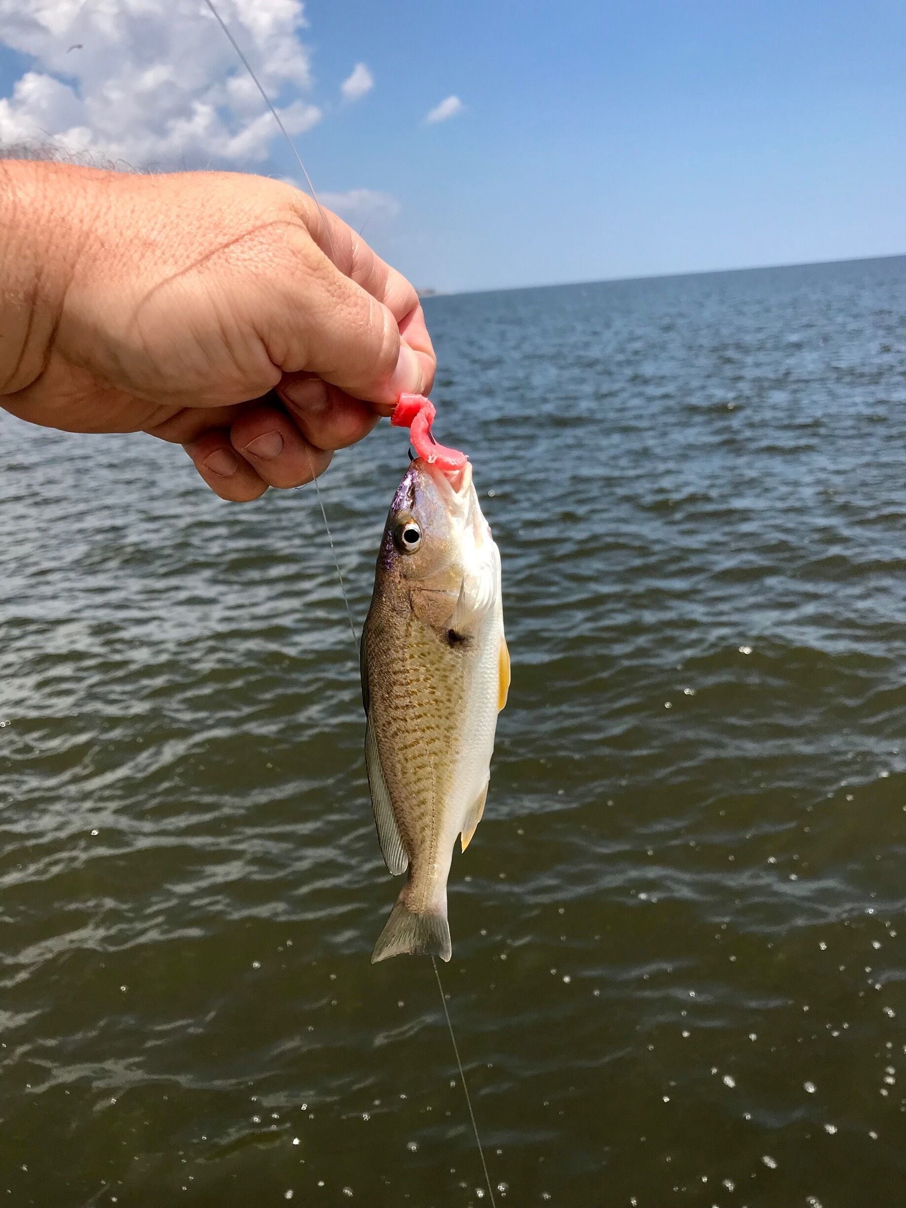 Nothing but some croaker fish today