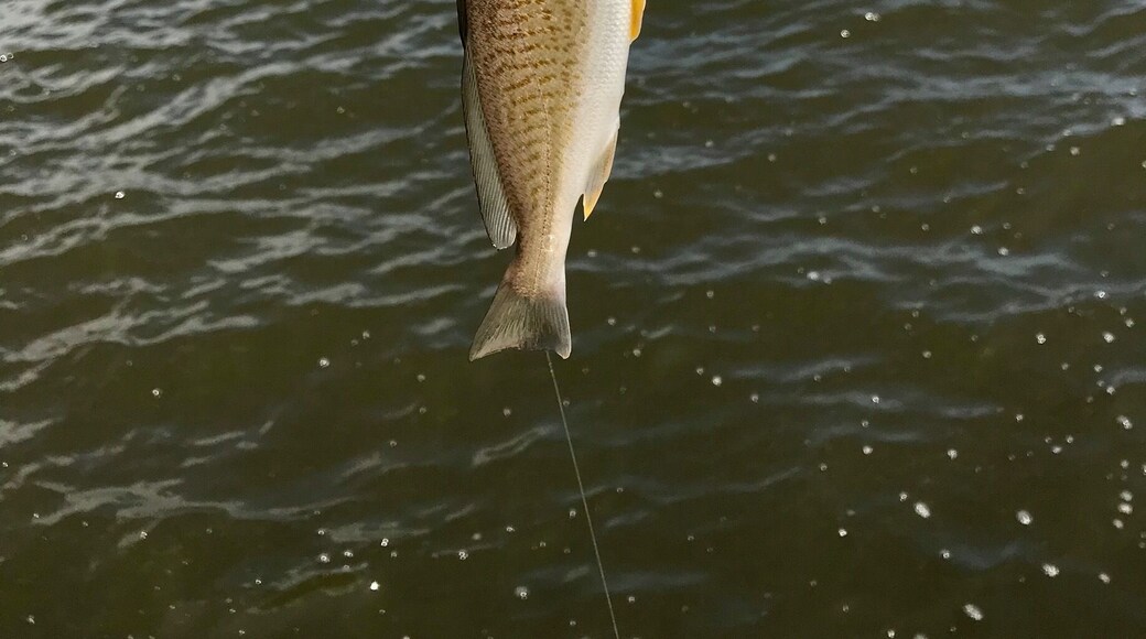 Nothing but some croaker fish today