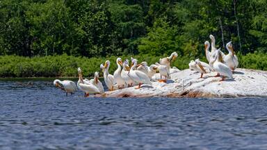 A pod of white pelicans preen on rock in Pelican Lake