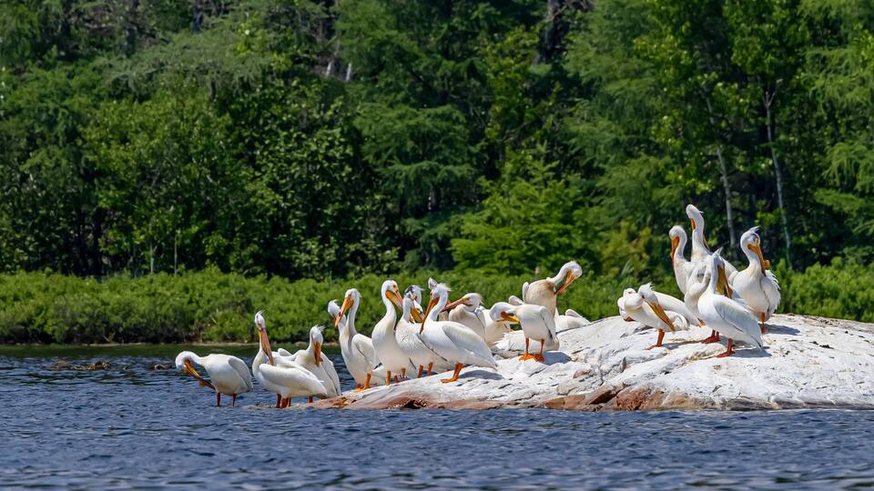 A group of white birds with orange beaks and feet on a sandy shore by a body of water, surrounded by dense green foliage.