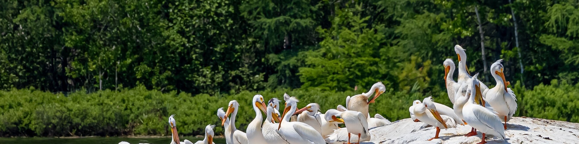 A pod of white pelicans preen on rock in Pelican Lake