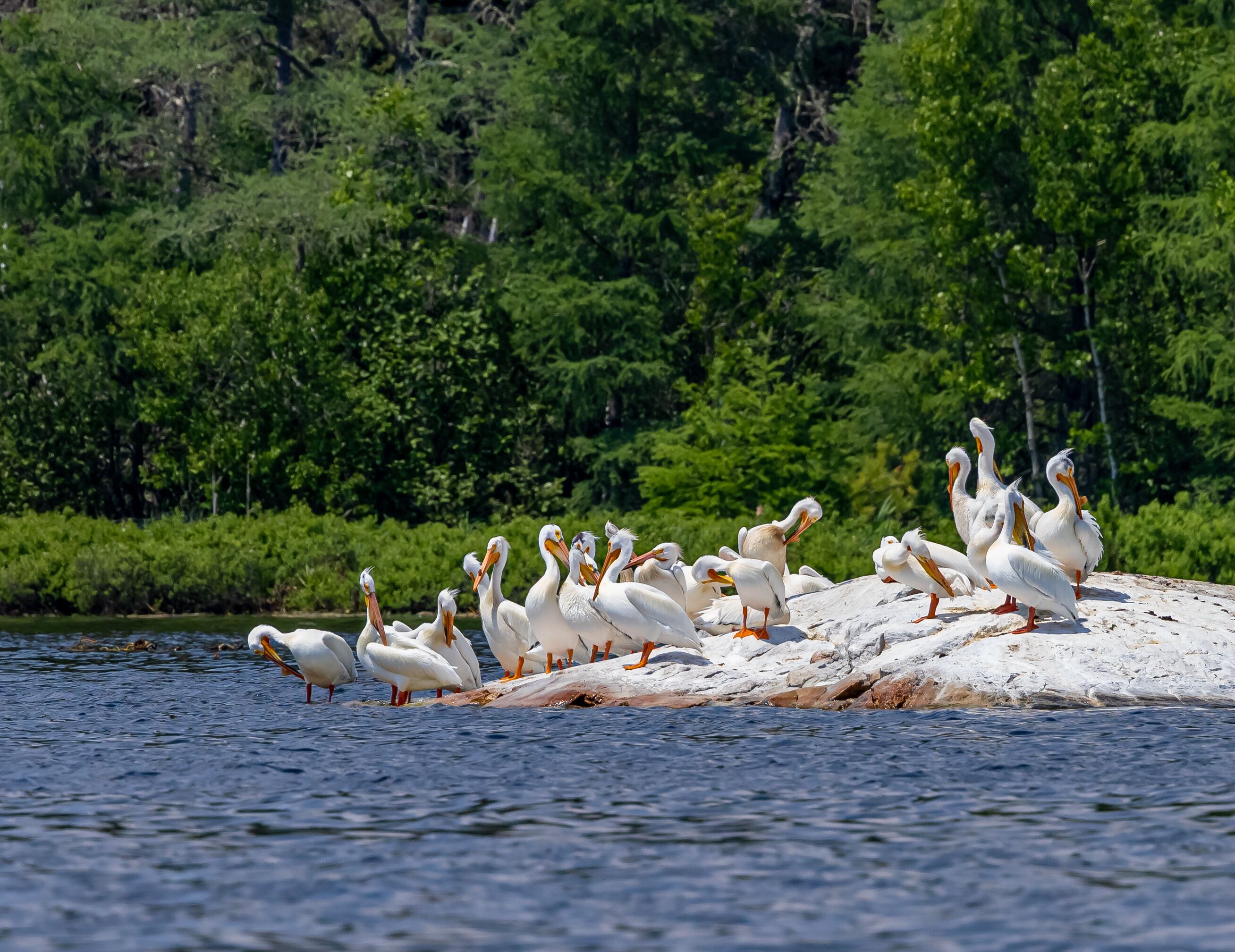 A group of white birds with orange beaks and feet on a sandy shore by a body of water, surrounded by dense green foliage.