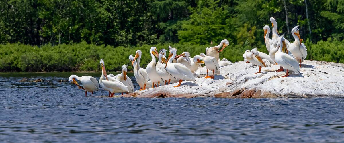 A group of white birds with orange beaks and feet on a sandy shore by a body of water, surrounded by dense green foliage.