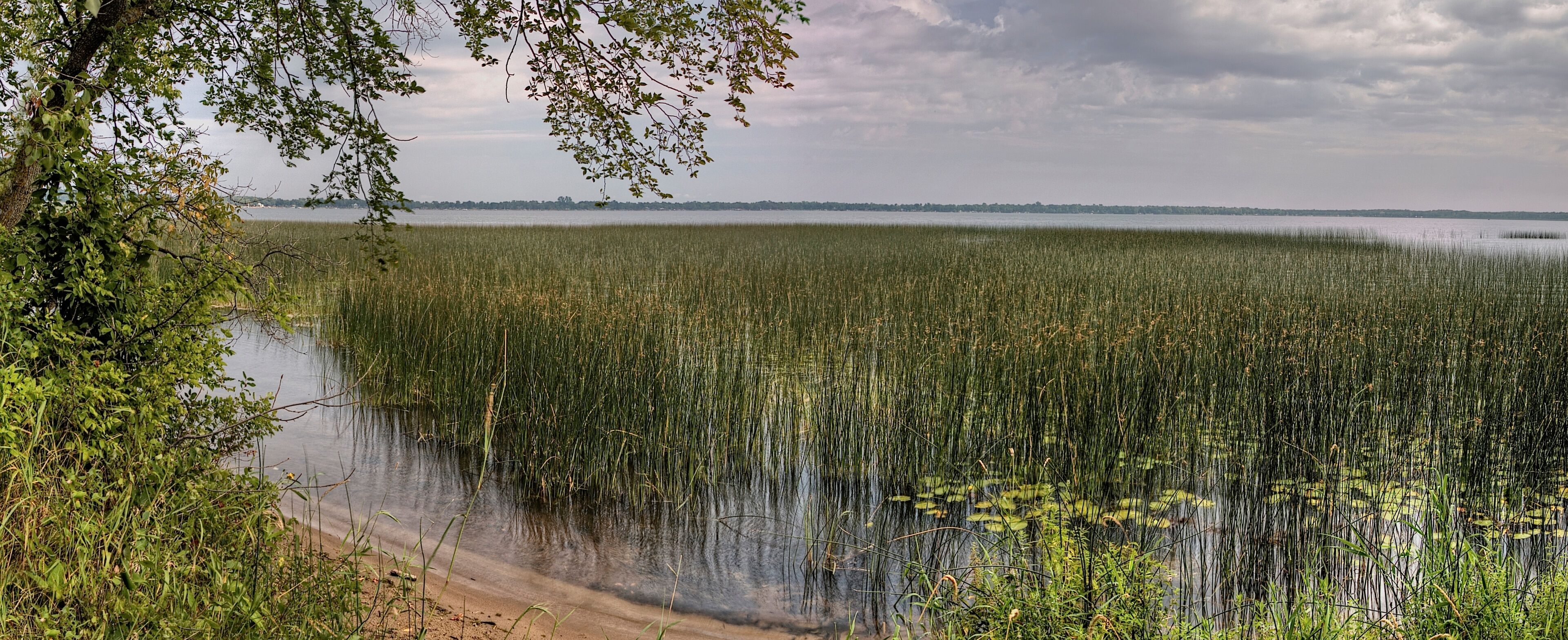 A marshland with dense reeds and a body of water.
