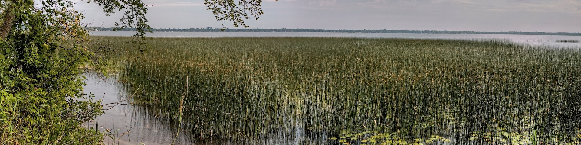 A marshland with dense reeds and a body of water.