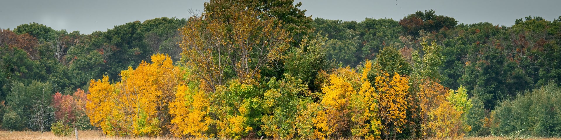 A field with tall grasses and trees with yellow leaves in the background.