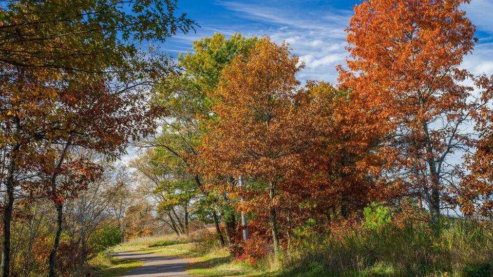 A rural road flanked by trees with autumn foliage.