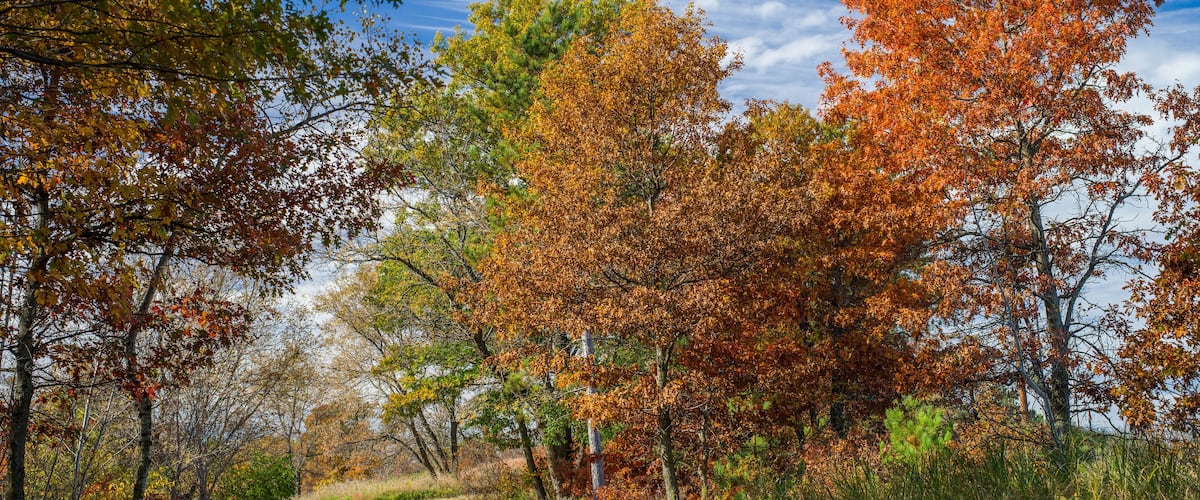 autumn trail, bunker hills regional park, minnesota