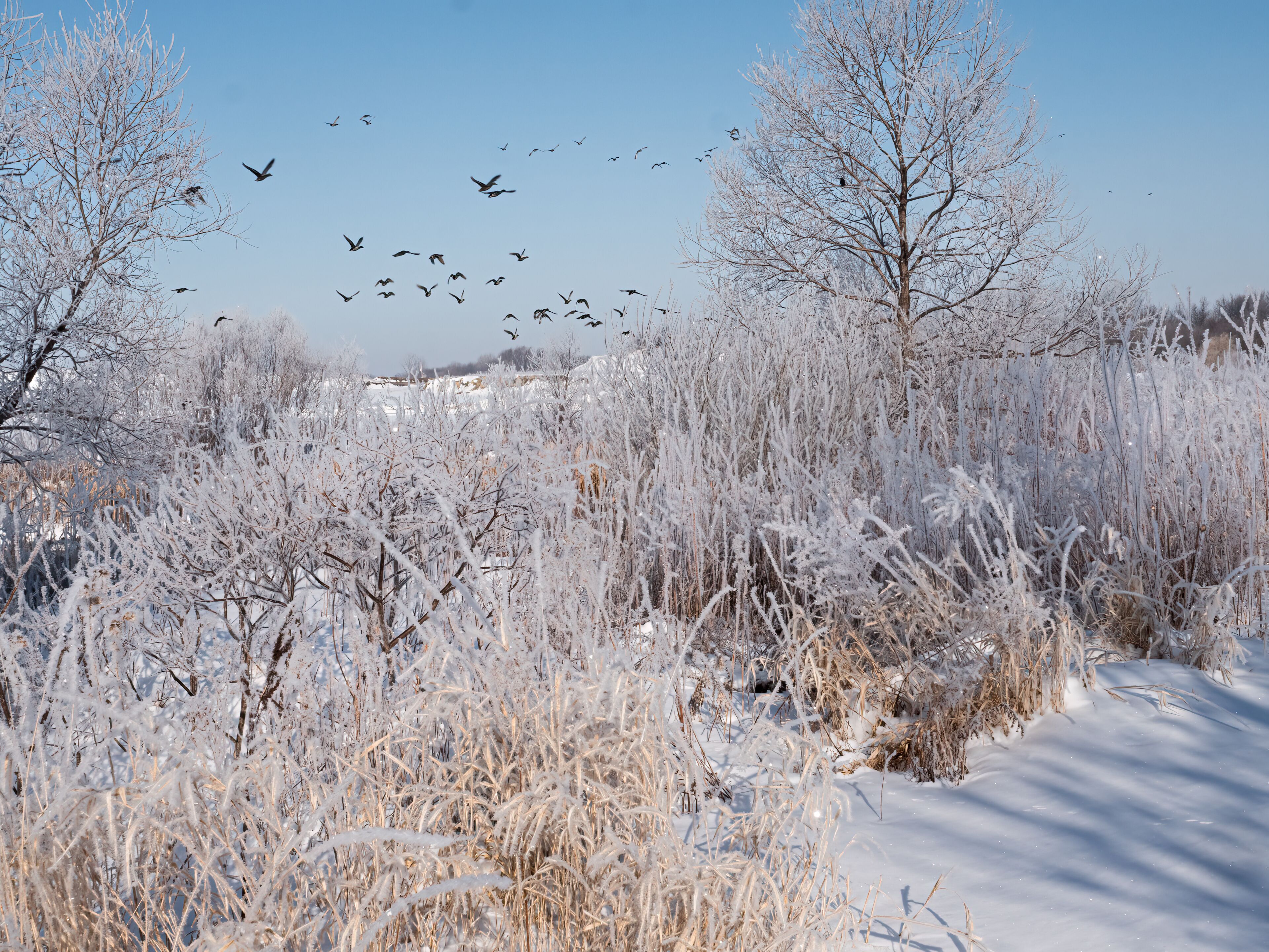A snowy landscape with frost-covered grass and trees, a clear sky, and a flock of birds flying.