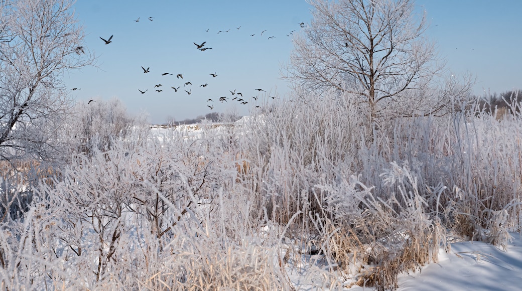 A snowy landscape with frost-covered grass and trees, a clear sky, and a flock of birds flying.