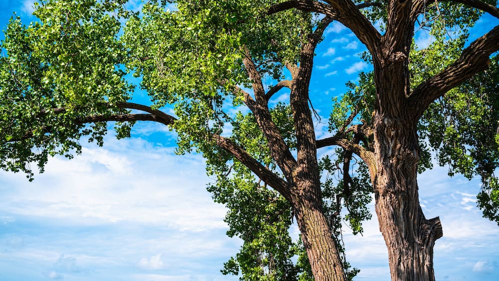 Two giant slanted cottonwood trees and a stone bench on the green beach. Tranquil natural settings and landscape of Big Stone Lake at the border of Minnesota and South Dakota, USA.