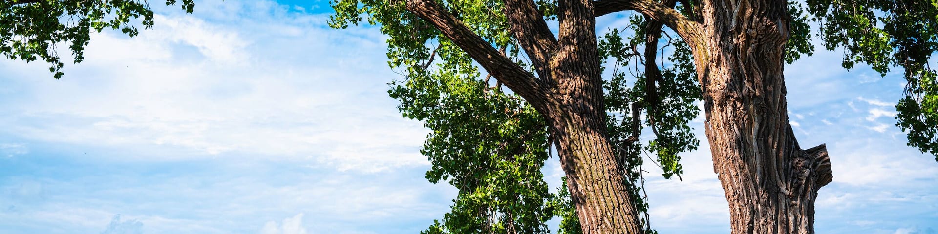 Two giant slanted cottonwood trees and a stone bench on the green beach. Tranquil natural settings and landscape of Big Stone Lake at the border of Minnesota and South Dakota, USA.