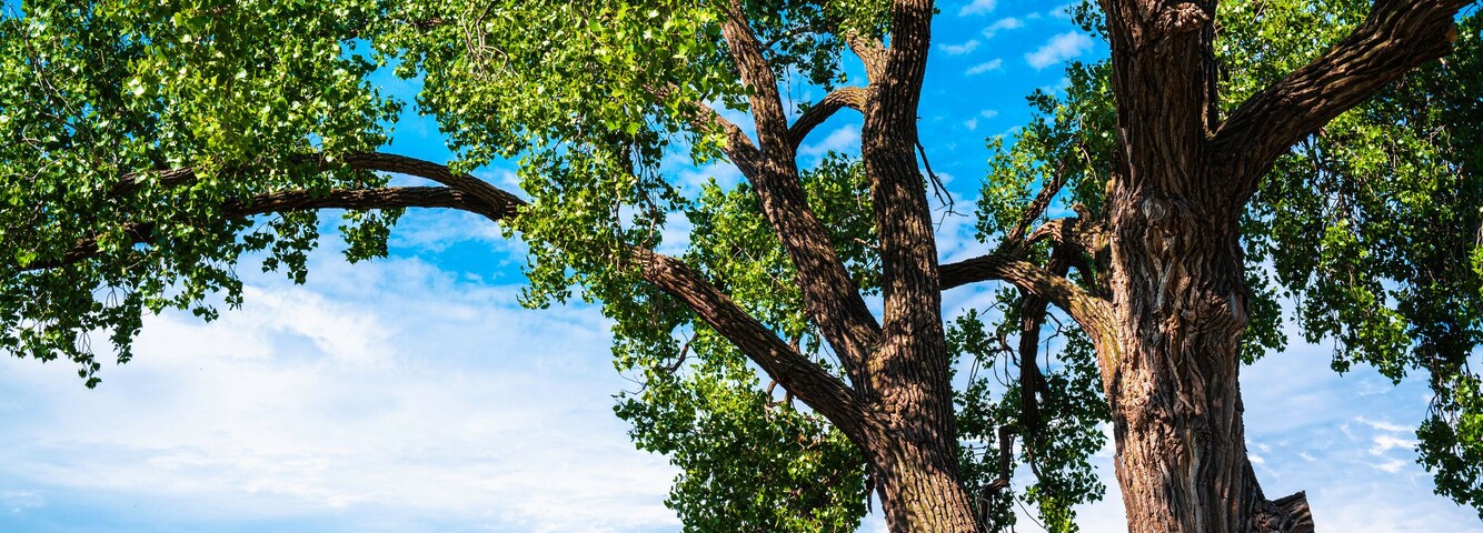 Two giant slanted cottonwood trees and a stone bench on the green beach. Tranquil natural settings and landscape of Big Stone Lake at the border of Minnesota and South Dakota, USA.