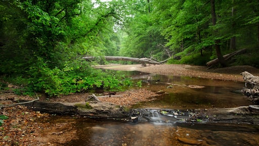 Little Sandy Creek, Rocky Springs, Natchez Trace Parkway, Tennessee and Mississippi, USA