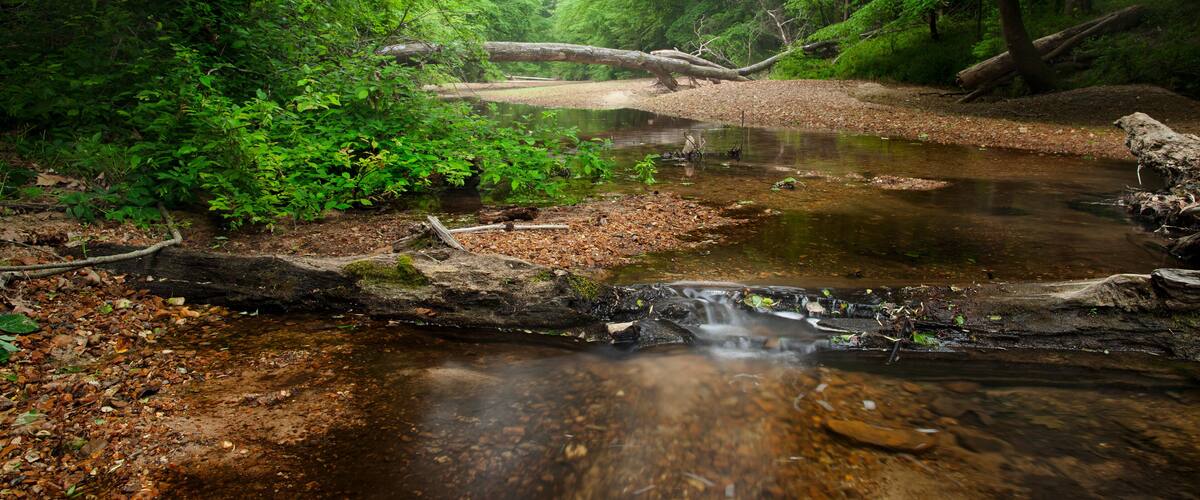 A forest stream with clear water, surrounded by dense green foliage and fallen logs.
