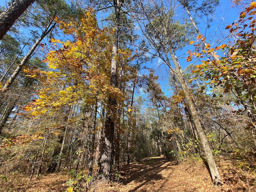 Old Trace on the Natchez Trace parkway. Trail was created and used by Native Americans for centuries, and was later used by early European and American explorers, traders, and emigrants. Fall colors.
