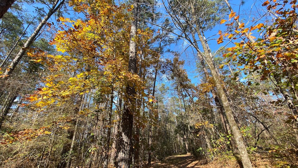 A forest path with tall trees and yellow leaves.