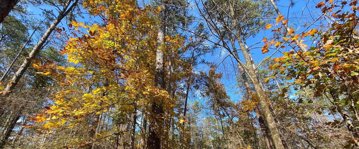 A forest path with tall trees and yellow leaves.