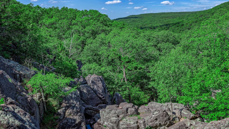 A dense forest with rocky terrain and a clear sky.