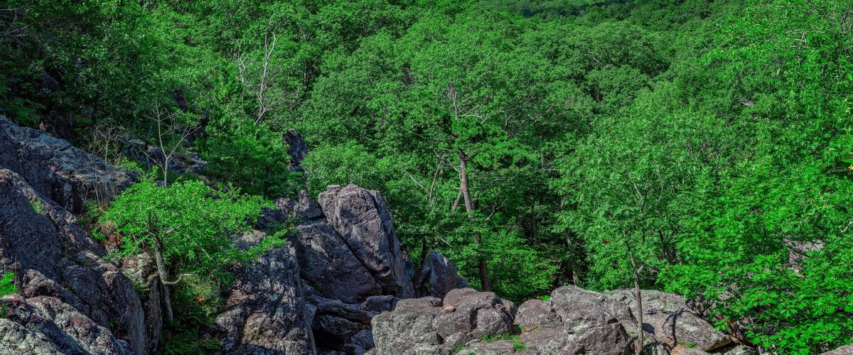 A dense forest with rocky terrain and a clear sky.