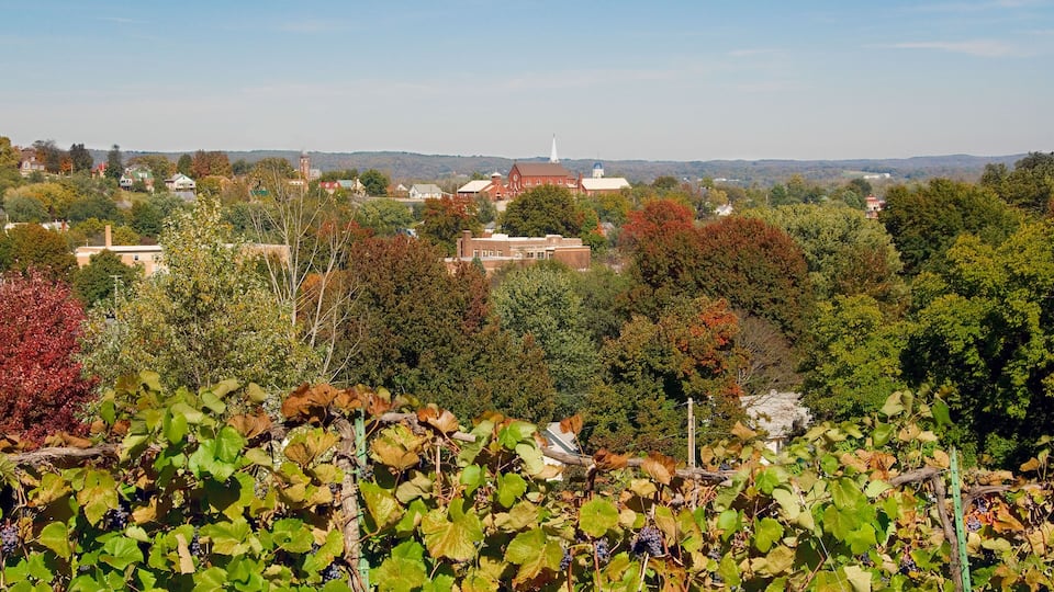 A vineyard with grapevines in the foreground, a church with a steeple in the background, and a hilly landscape with trees and buildings.