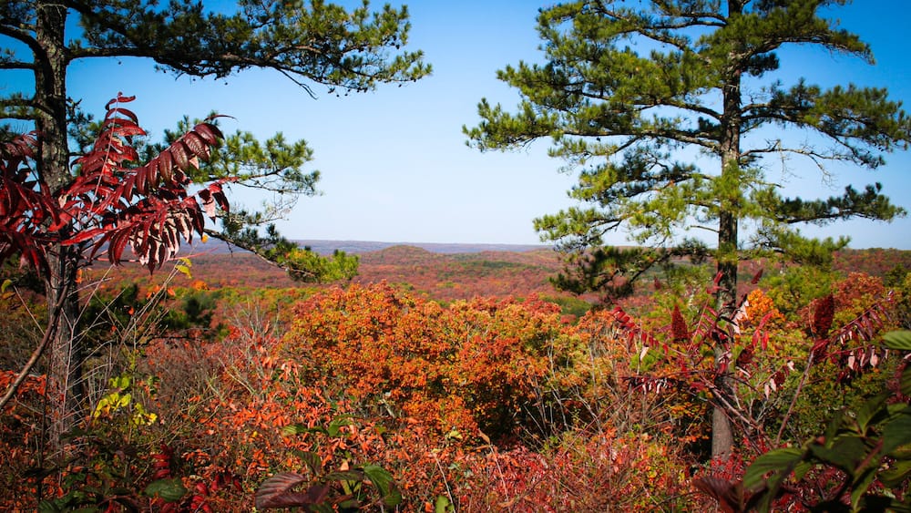 A forest with autumn foliage, pine trees, and a distant view of hills.