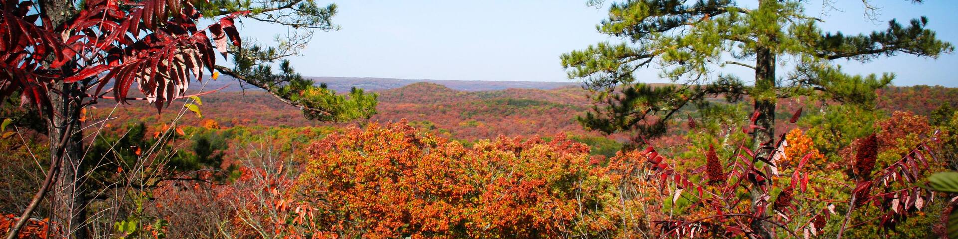 A forest with autumn foliage, pine trees, and a distant view of hills.