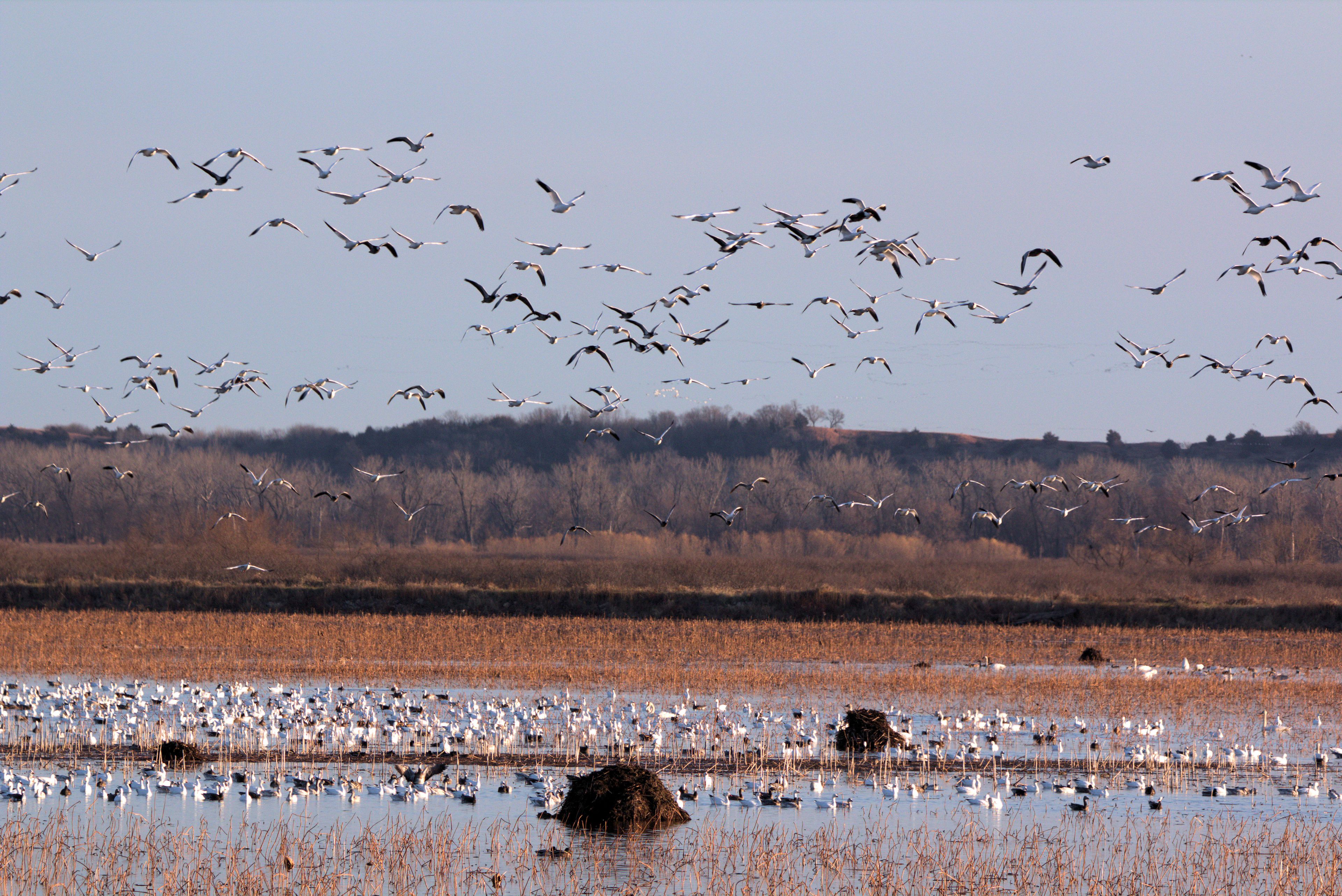 Loess Bluffs National Wildlife refuge (AKA Squaw Creek National Wildlife Refuge) located in NE Missouri near Mound City