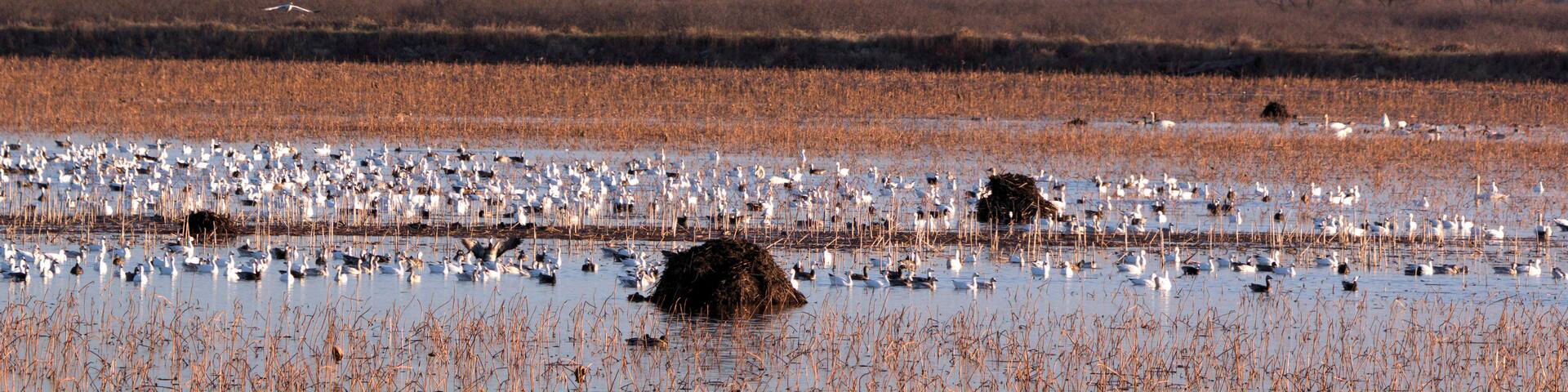 Loess Bluffs National Wildlife refuge (AKA Squaw Creek National Wildlife Refuge) located in NE Missouri near Mound City
