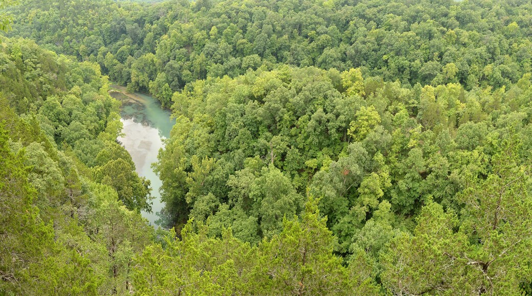 Woods at the Lake of the Ozarks