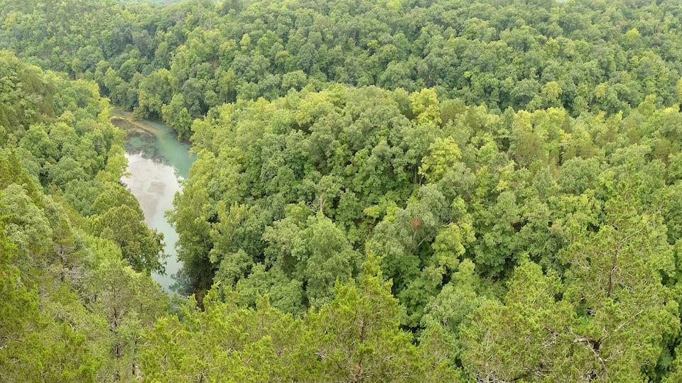 A dense forest with a river winding through it.