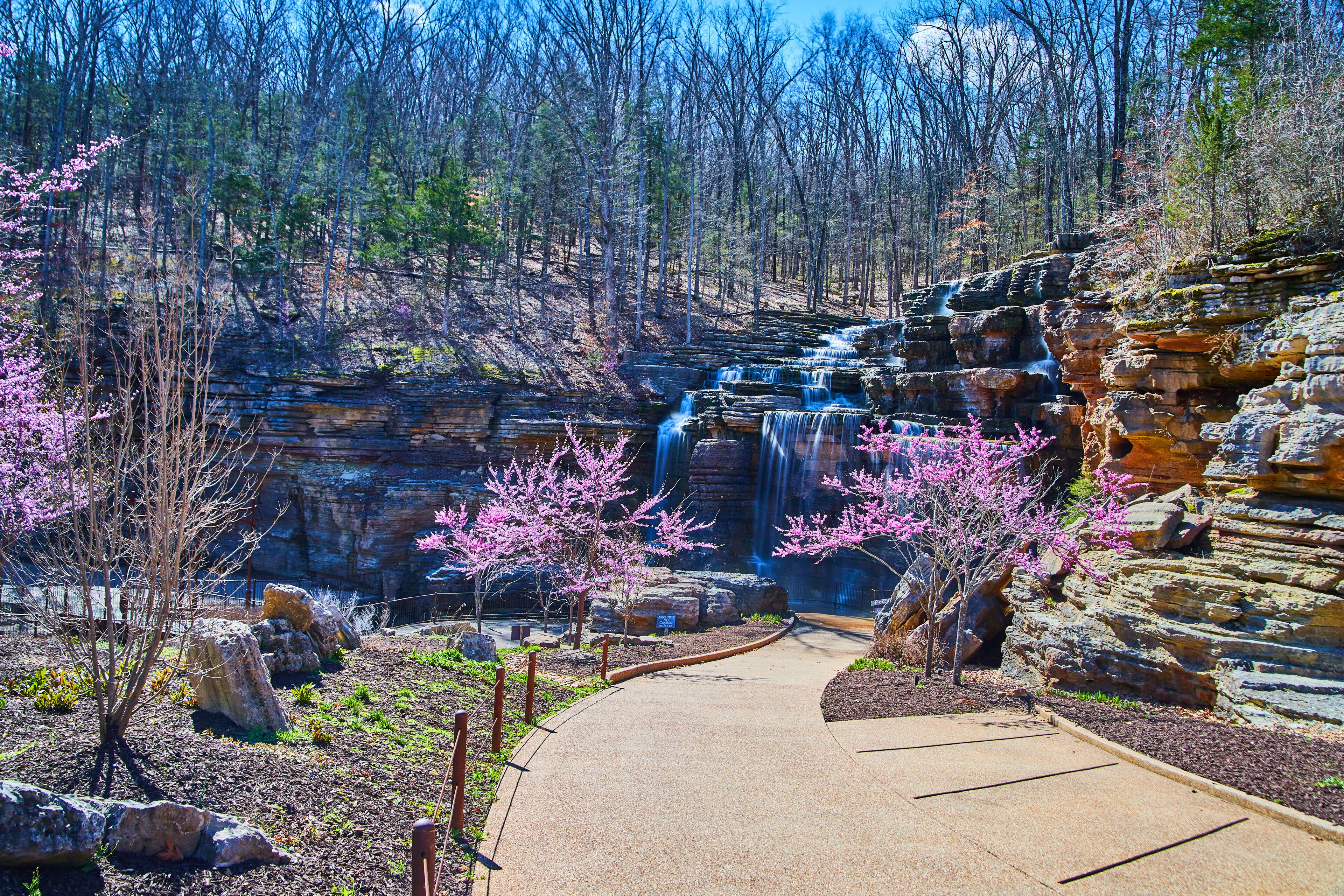 Paved path leading to waterfalls surrounded by cherry trees
