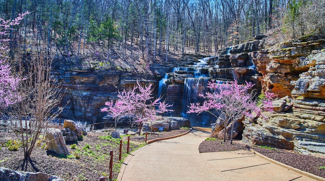 Paved path leading to waterfalls surrounded by cherry trees