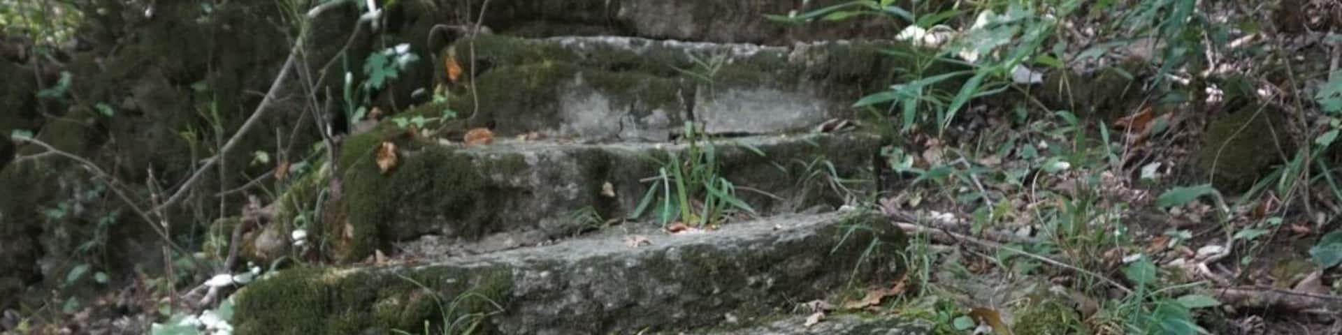Un conjunto de escalones de piedra en una zona boscosa, rodeados de musgo y vegetación.