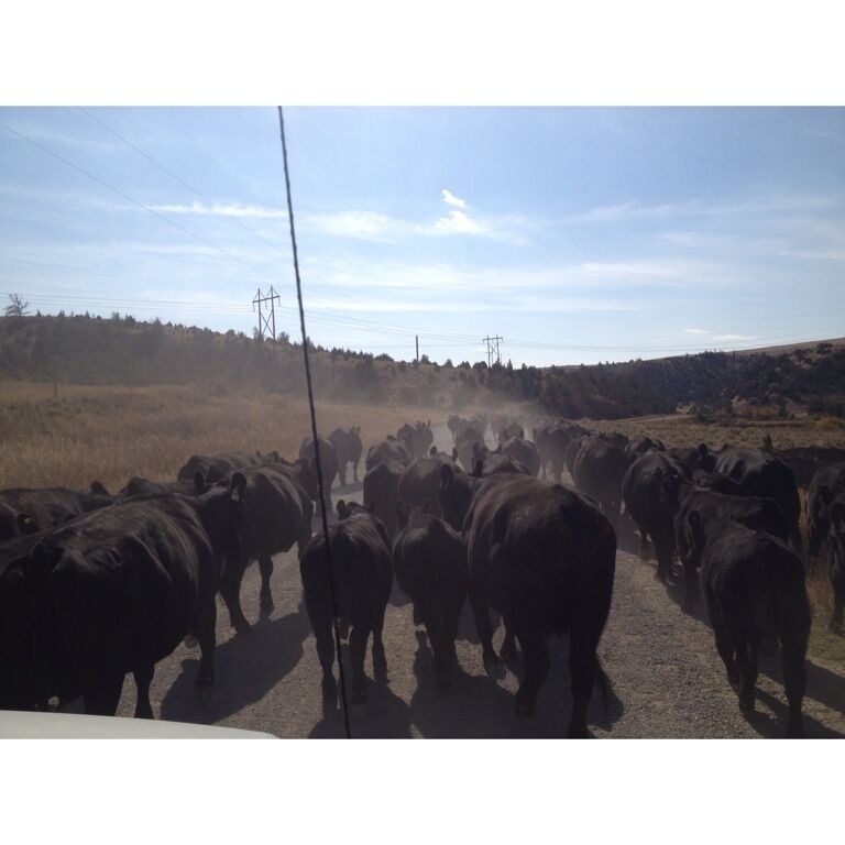 Traffic jam, Montana style!