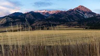 A field with tall grasses in front of a mountain range with snow-capped peaks.