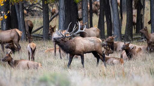 Bull Elk surround by cows, Charles M. Russell National Wildlife Refuge, Montana, USA