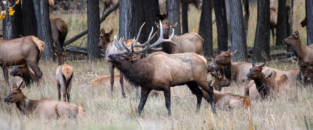 A herd of elk in a forested area with tall trees and dry grass.