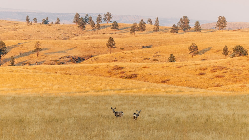 Golden field with two deer, scattered trees, rolling hills