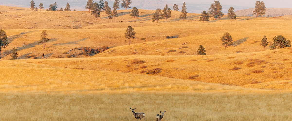 Golden field with two deer, scattered trees, rolling hills
