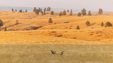 Golden field with two deer, scattered trees, rolling hills