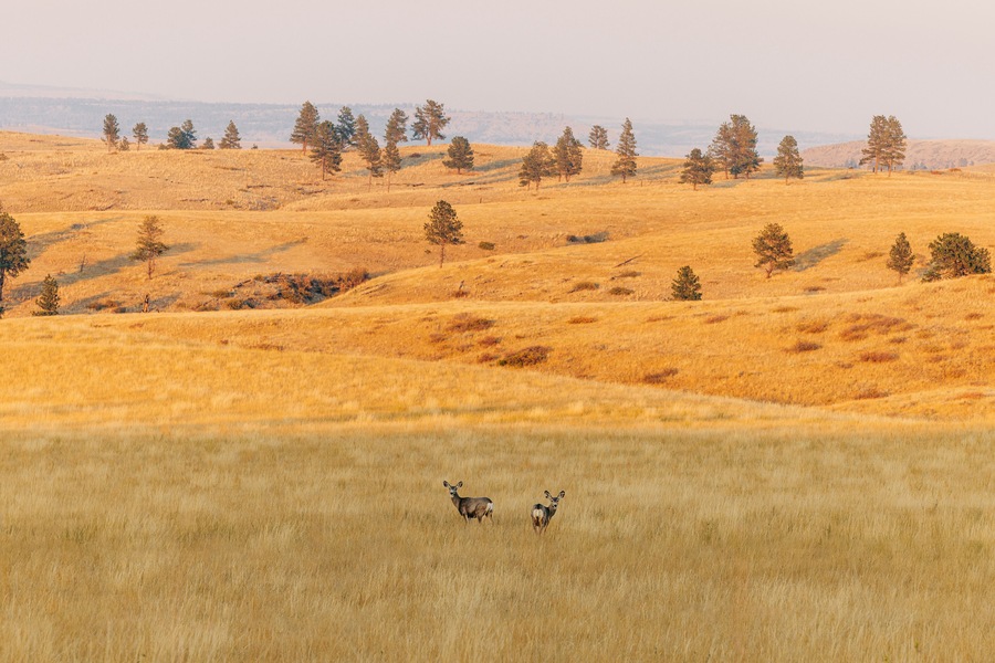 Golden field with two deer, scattered trees, rolling hills